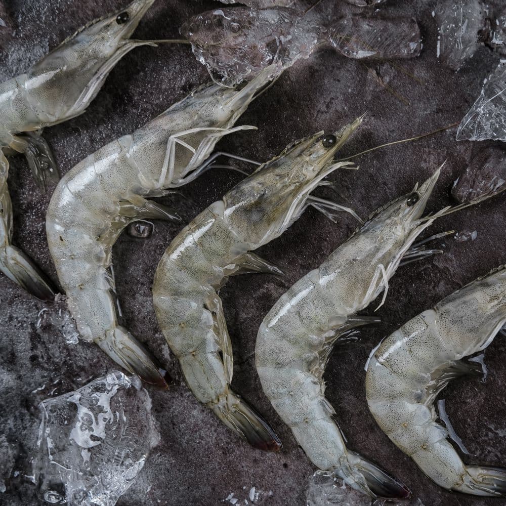 Fresh shrimp